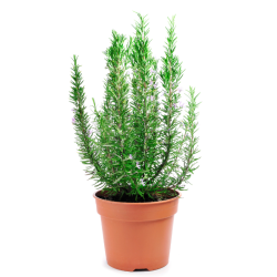 Rosmarino (Rosmarinus officinalis) vaso 22 cm – 20/30 cm