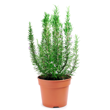 Rosmarino (Rosmarinus officinalis) vaso 22 cm – 20/30 cm