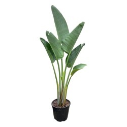 Strelitzia augusta vaso 30 LT – Pianta tropicale 130/150 cm