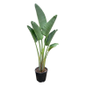 Strelitzia augusta vaso 30 LT – Pianta tropicale 130/150 cm