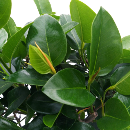 Ficus australis 200cm Zolla – Albero ornamentale