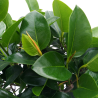 Ficus australis 200cm Zolla – Albero ornamentale