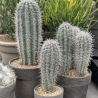 Pachycereus pringlei Ø 20 cm – Cactus colonnare 30/50 cm