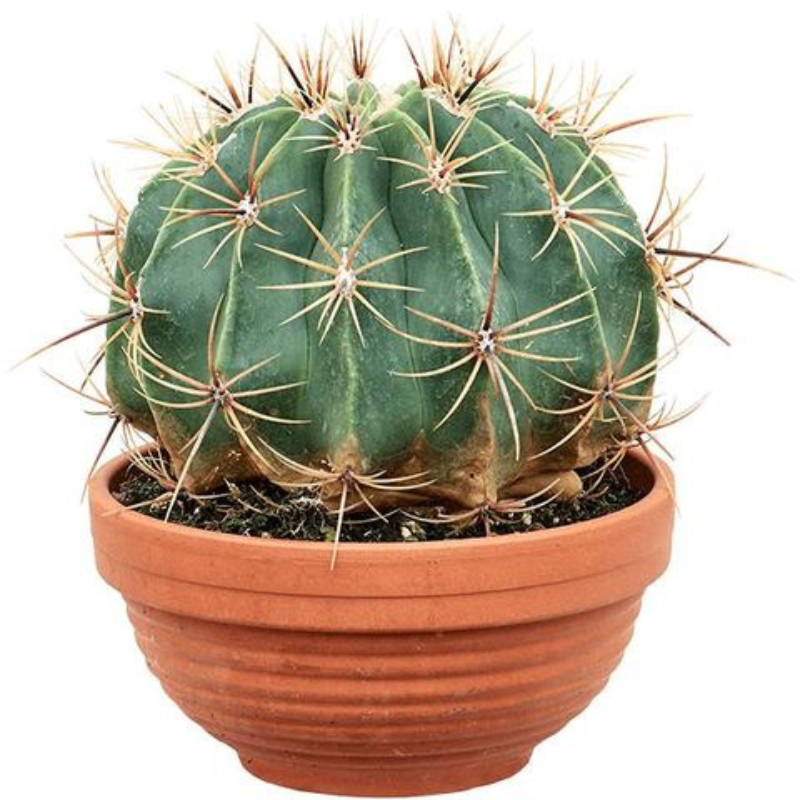 Ferocactus horridus Ø 20 cm – Cactus ornamentale 30 cm