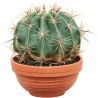 Ferocactus horridus Ø 20 cm – Cactus ornamentale 30 cm