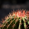 Ferocactus horridus Ø 20 cm – Cactus ornamentale 30 cm