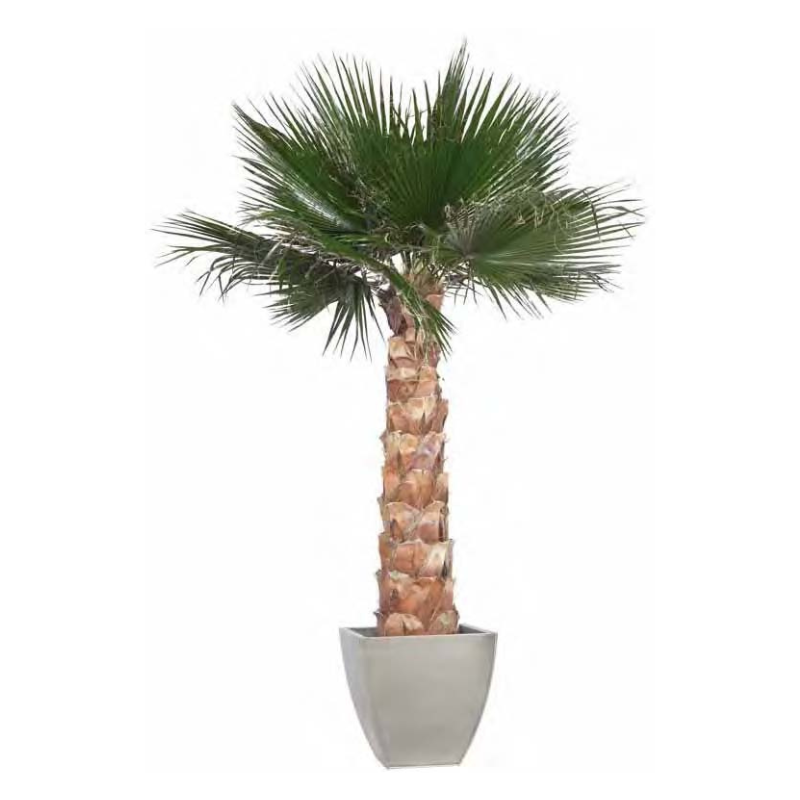 Washingtonia robusta vaso 35 LT – Palma ornamentale 80/90 cm