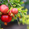 Punica granatum 200 cm vaso 160 LT – Albero di melograno