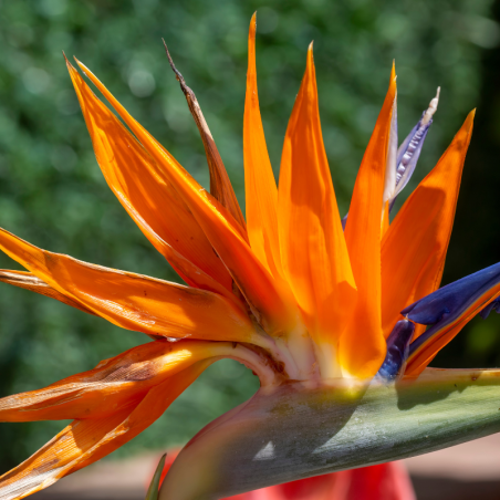 Strelitzia reginae vaso 22 cm – Uccello del paradiso 30 cm