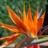 Strelitzia reginae vaso 22 cm – Uccello del paradiso 30 cm