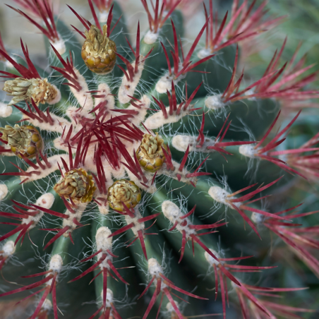 Ferocactus stainesii Cactus Barile Rosso Ø20 cm – 30 cm