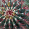 Ferocactus stainesii Cactus Barile Rosso Ø20 cm – 30 cm