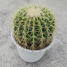 Echinocactus grusonii Cuscino della Suocera Ø20 cm – 30 cm