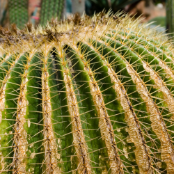 Echinocactus grusonii Cuscino della Suocera Ø80 cm – 50/60 cm