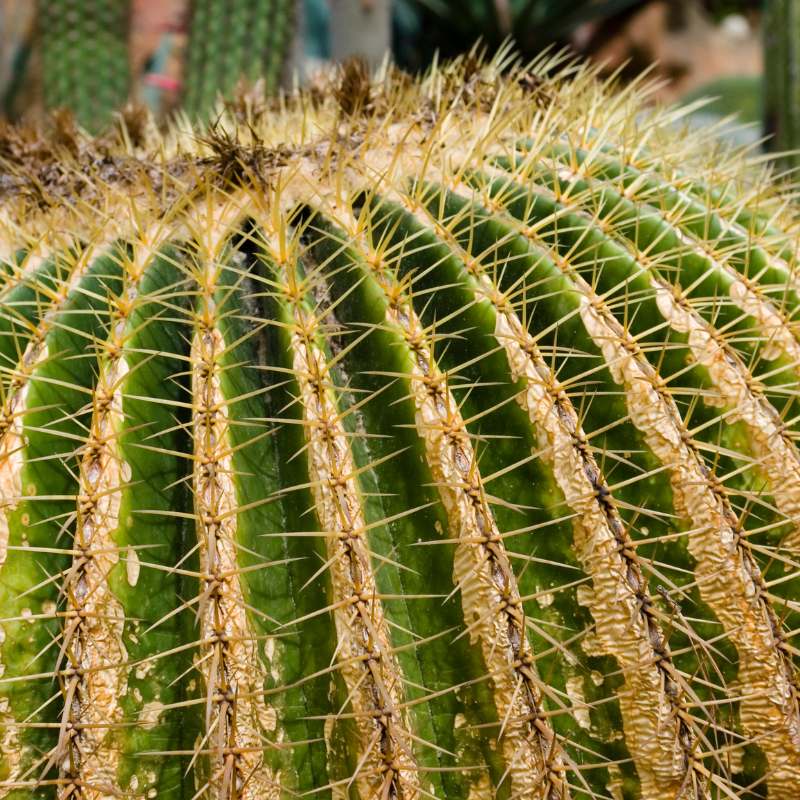 Echinocactus grusonii Cuscino della Suocera Ø80 cm – 50/60 cm