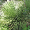 Dasylirion serratifolium 120/130 cm – Pianta esotica in vaso 30 LT