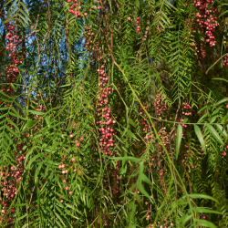 Schinus molle Albero del Pepe Rosa 200/220 cm – Vaso 35 LT