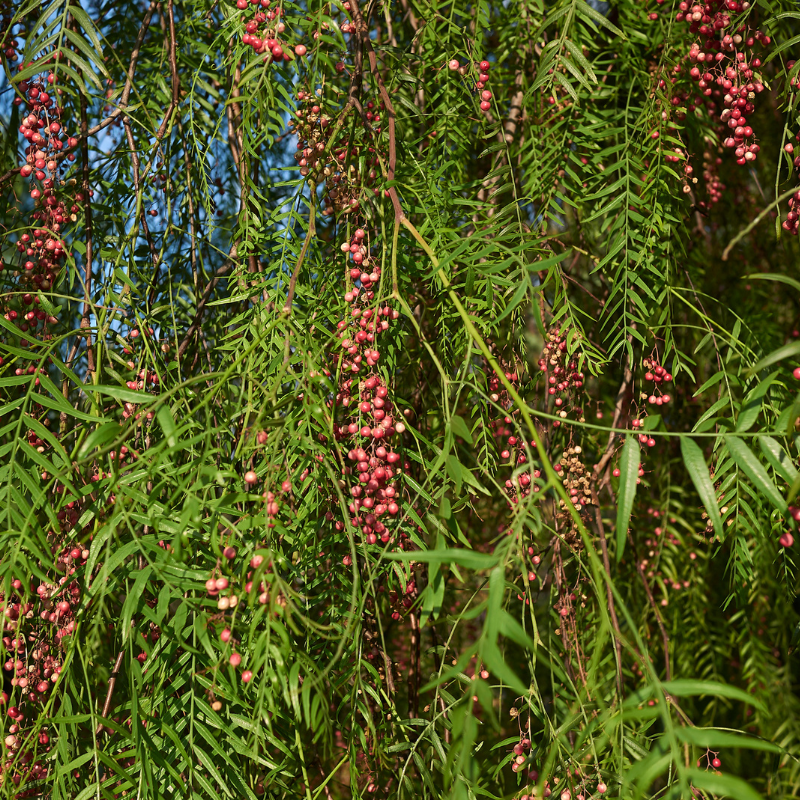 Schinus molle Albero del Pepe Rosa 200/220 cm – Vaso 35 LT