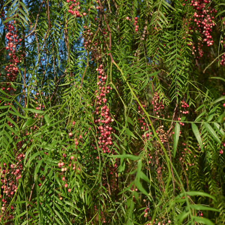 Schinus molle Albero del Pepe Rosa 200/220 cm – Vaso 35 LT