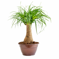 Beaucarnea Recurvata vaso 24 cm – Pianta mangiafumo 30/40 cm