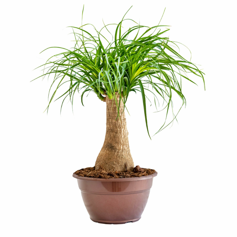 Beaucarnea Recurvata vaso 24 cm – Pianta mangiafumo 30/40 cm