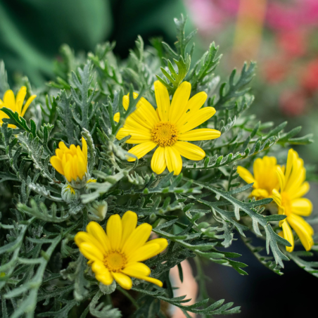 Euryops pectinatus (Margherita gialla) 20/30 cm – Vaso Ø22