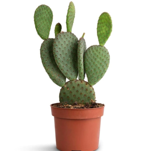 Opuntia microdasys rosso/giallo 40 cm – Cactus orecchie di coniglio Ø22