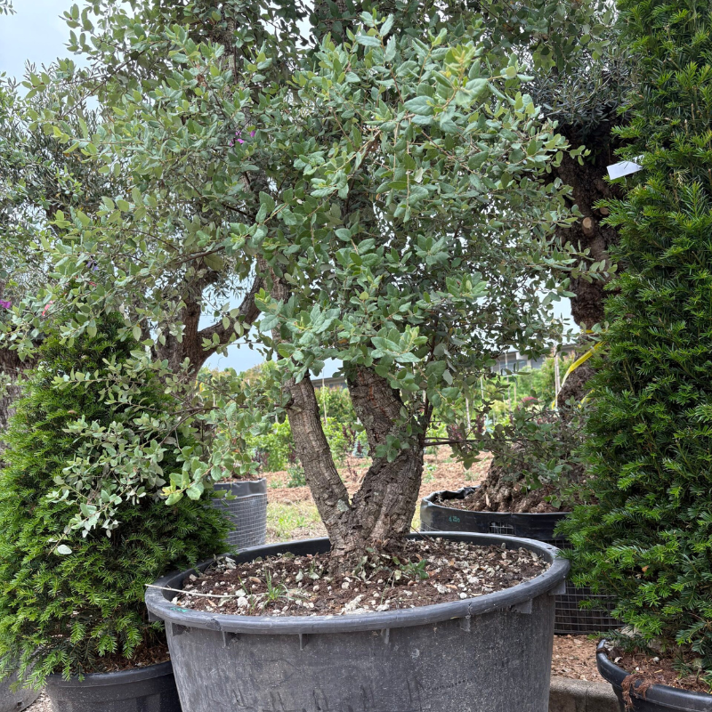 Quercus suber (Sughera) 180 cm – Albero in zolla