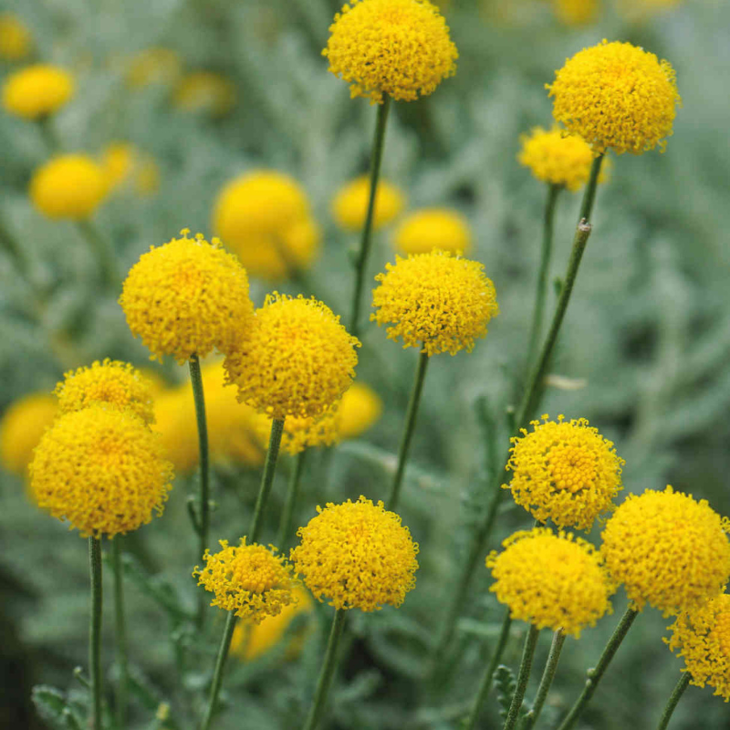 Santolina chamaecyparissus (Santolina grigia) 20 cm – Vaso Ø22