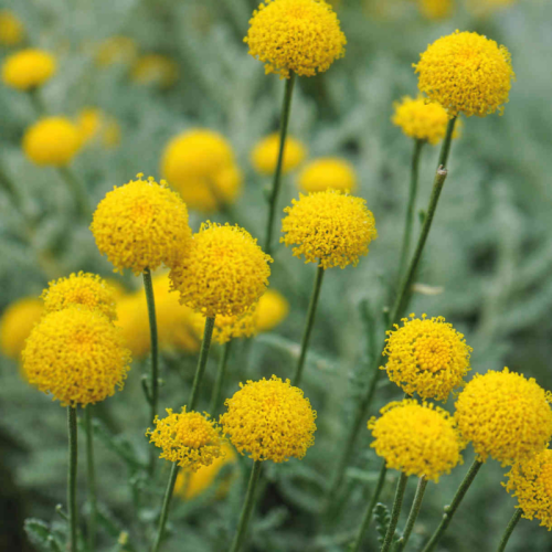 Santolina chamaecyparissus (Santolina grigia) 20 cm – Vaso Ø22