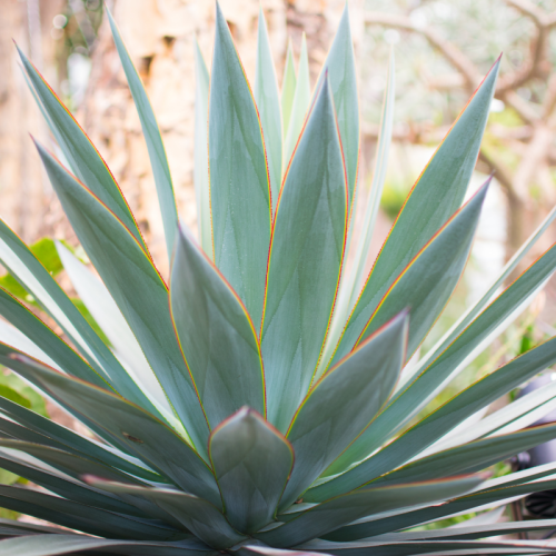 Agave americana 50/60 cm – Pianta succulenta ornamentale in vaso 30 LT