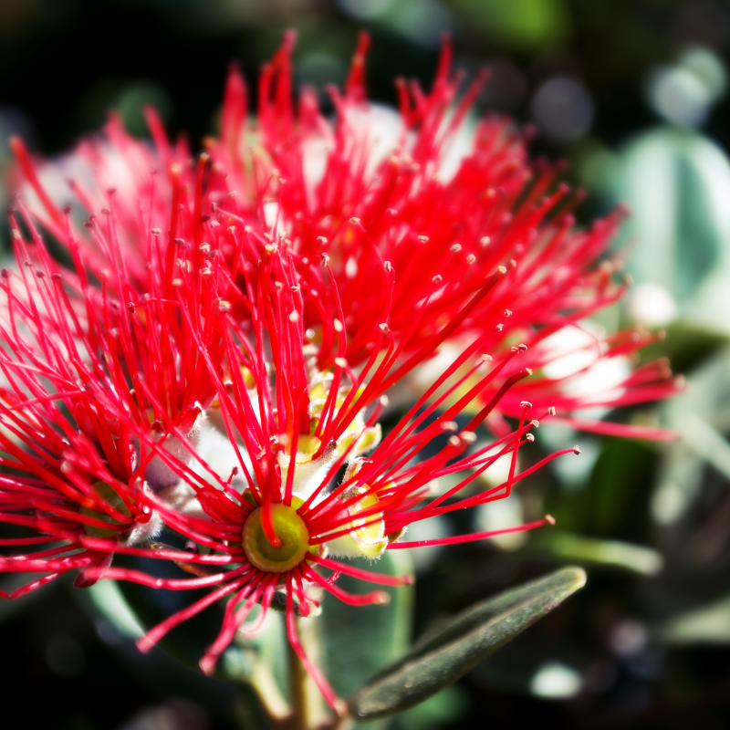 Metrosideros excelsa 180/200 cm – Albero ornamentale in vaso 50 LT