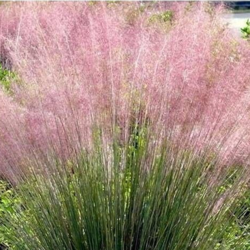 Muhlenbergia Capillaris ( Erba Capillare Rosa) Altezza  80 cm Vaso 24 cm