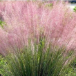 Muhlenbergia Capillaris ( Erba Capillare Rosa) Altezza  80 cm Vaso 24 cm