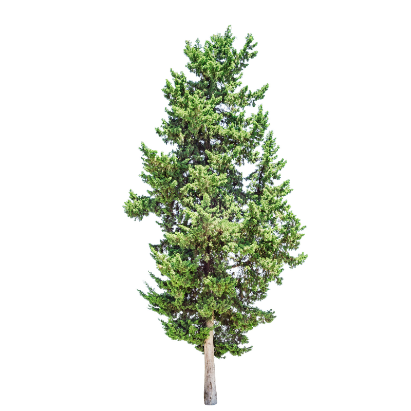 Cupressus sempervirens 180/200 cm 35 LT – Cipresso mediterraneo