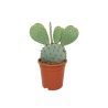 Opuntia Azzurra vaso 22 cm – Cactus ornamentale 40 cm
