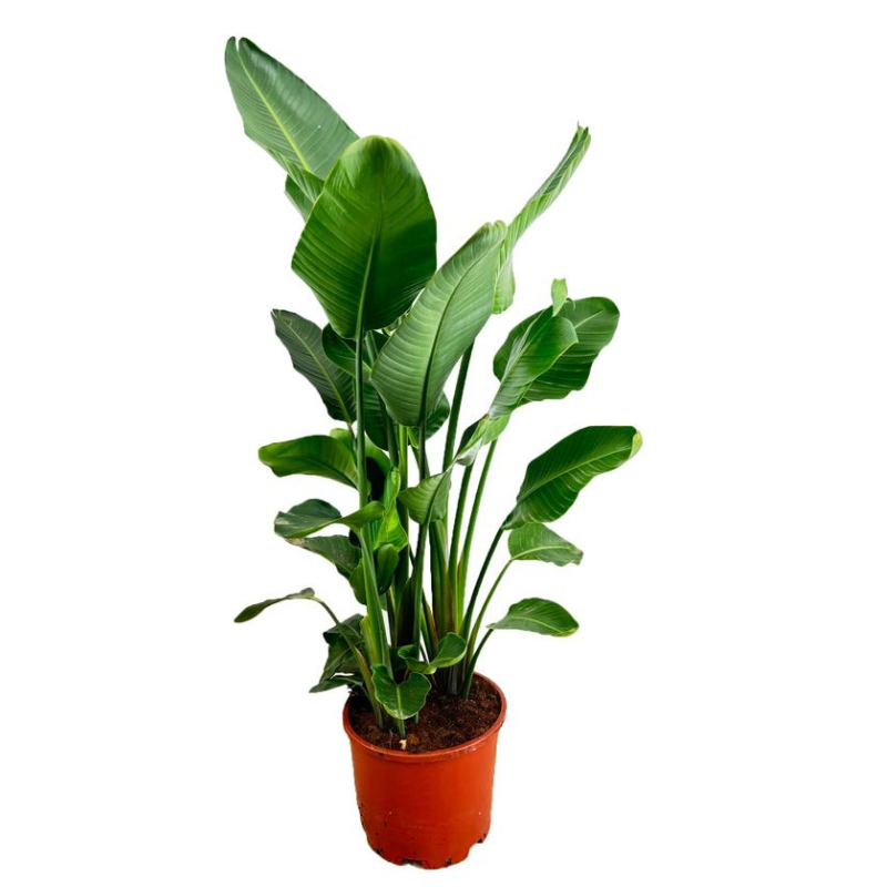 Strelitzia augusta 130/150 cm Zolla – Sterlizia gigante bianca
