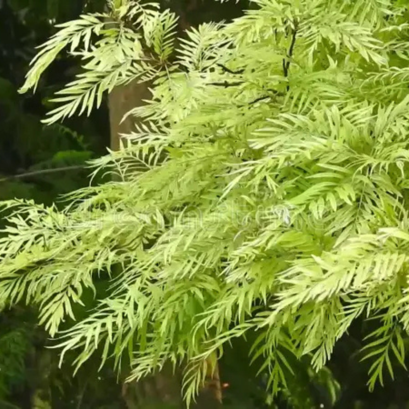 Grevillea robusta 150 cm Zolla – Quercia di seta ornamentale