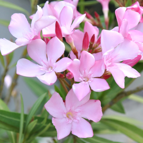 Nerium oleander 140/150 cm 30 LT – Oleandro arbusto ornamentale