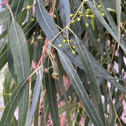 Eucalyptus camaldulensis 250/300 cm Zolla – Eucalipto rosso ornamentale