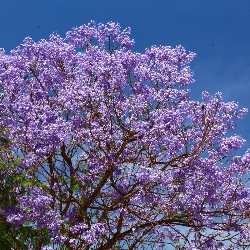 Jacaranda mimosifolia 200 cm Zolla – Albero ornamentale a fiori blu-violetti