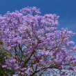 Jacaranda mimosifolia 200 cm Zolla – Albero ornamentale a fiori blu-violetti