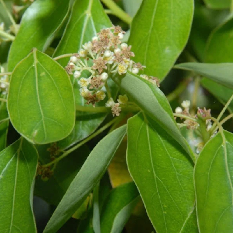 Cinnamomum camphora 200 cm 30 LT – Albero della canfora ornamentale