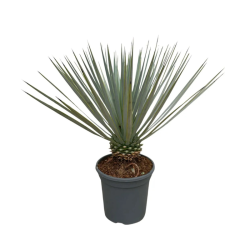 Yucca rostrata vaso 24 cm – Pianta ornamentale 50/60 cm