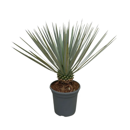 Yucca rostrata vaso 24 cm – Pianta ornamentale 50/60 cm