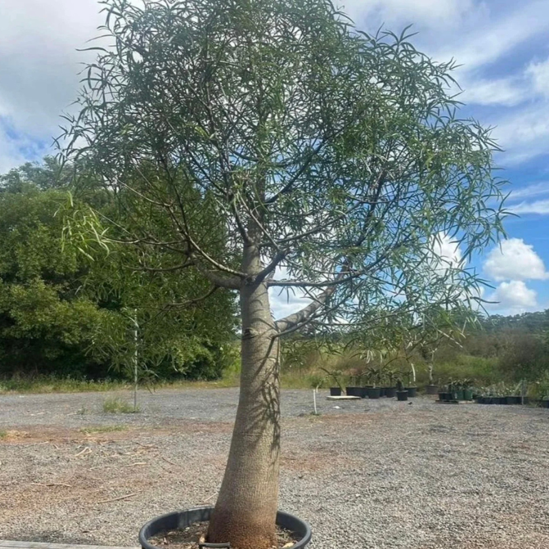 Brachychiton rupestris 180/200 cm 35 LT – Albero bottiglia ornamentale