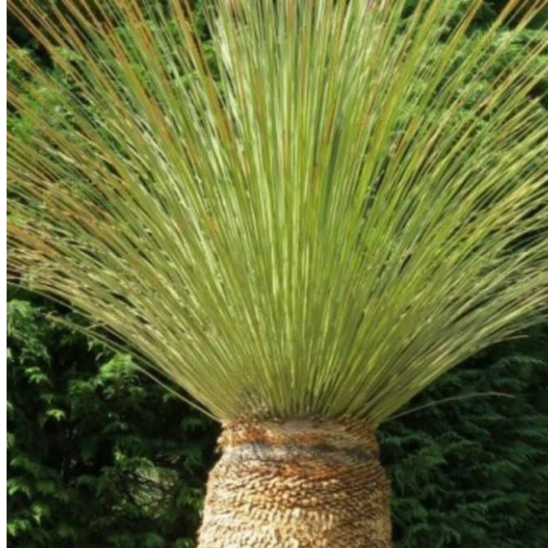 Dasylirion longissimum  (Yucca Messicana)– Altezza 150-170 cm | Vaso 70 L