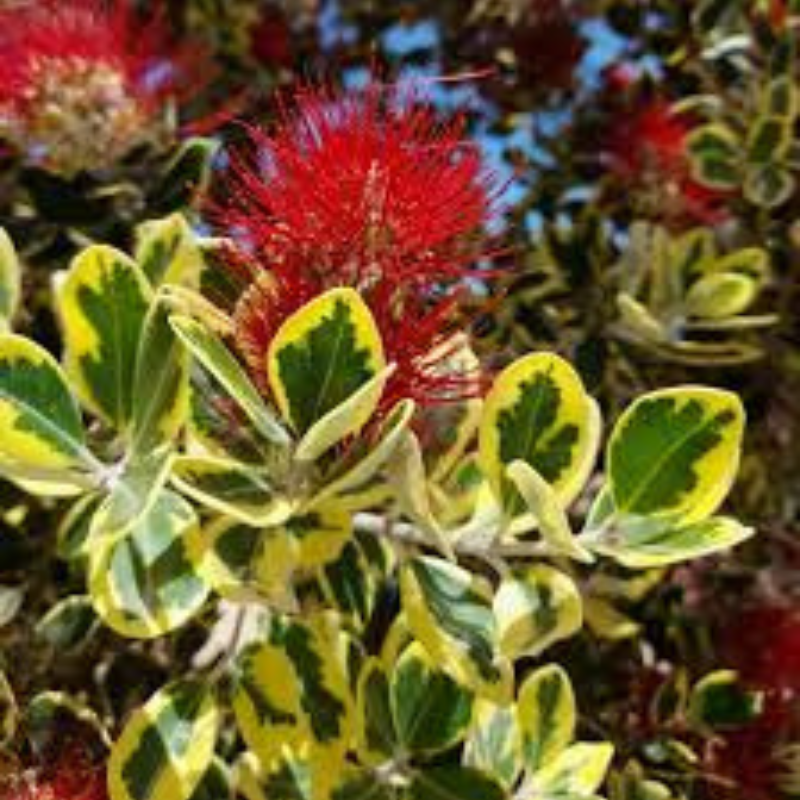 Metrosideros excelsa ‘Variegato’  Vaso 30 Lt  Altezza 120 cm