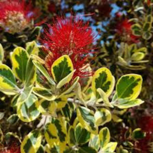 Metrosideros excelsa ‘Variegato’  Vaso 30 Lt  Altezza 120 cm