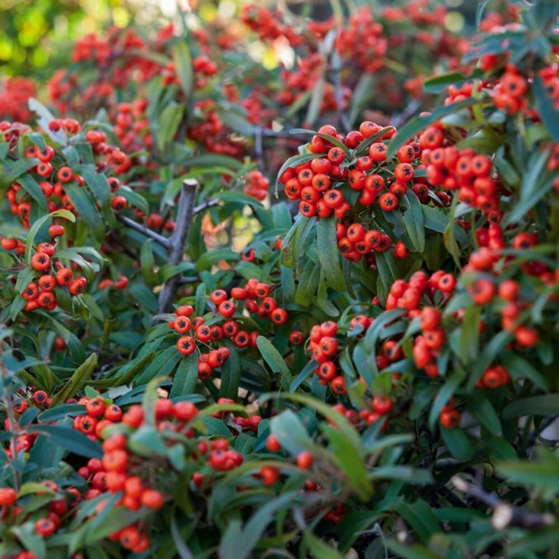 Pyracantha Piracanta  Vaso 22 cm  Altezza 70 cm/80cm